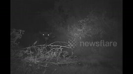 Cameratrap reveals movements of buffaloes, bushbuck and biologists in Mgahinga National Park, Uganda