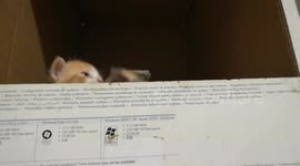 Kitties Waits Mother Arrival