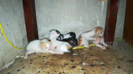 Six Kitties Found Under Table