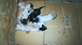 New Six Kitties Arrived