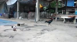 Bald rooster without feathers needs protection after being bullied by his siblings