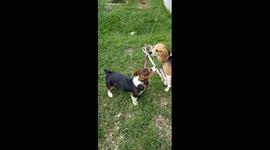 Bagel & Maddie At Play