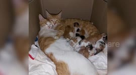 Two mother cats care for their kittens together in South Korea