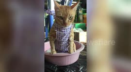 Kitten concentrates hard while using litter tray