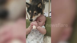 Baby looks devastated when husky dog steals his snack
