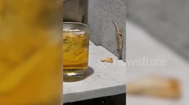 Gecko steals snacks from outdoor dinner table