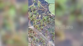 Gruesome moment snake swallows frog in pond