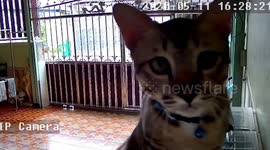 Curious kitten plays with home CCTV camera while owner is out