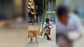 Kind schoolboy shares his lunch with stray dog