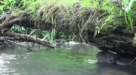 Mindfulness by a Cotswold stream with a beautiful damsel... fly.