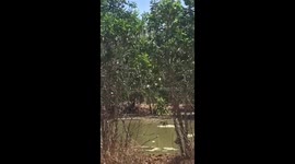 Wild mating pair of Fresh Water Crocodile