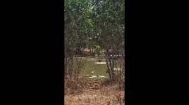 Wild Fresh Water Crocodiles Mating in the wild