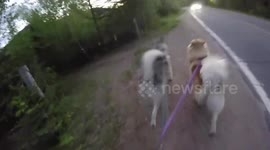 Summer Sled Dog Training with Alaskan Malamute Sojou and Risee Family Run