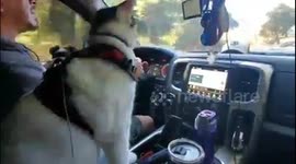 Cat takes a trip to the beach