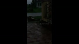 Cat action in outsite