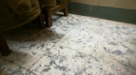 Surprise Kitty Footballer