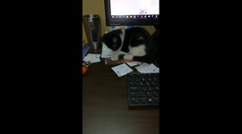 Kitty Play On Owner Work Station