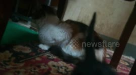 Mother Watch Her Kitties Play