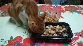 Kitty Eats Seashell Meal
