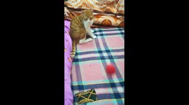 Kitty Like Playing With Owner