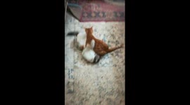 Mother And Son Fight At Quarantine Days