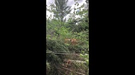 Destructive aftermath of multiple microbursts in Muskoka, Canada