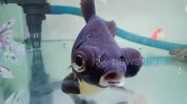 Weird bug-eyed fish seen in aquarium