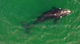 Breathtaking aerial footage of whale swimming under two kayakers in Argentina
