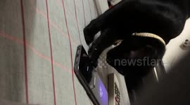 Cat turns off alarm clock on owner's phone in the morning