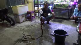 Man in Indonesia shows how to help a 9ft king cobra shed its skin