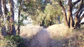 DJI MAVIC MINI FOREST