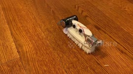 New eyes for Bernie the Brush