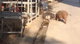 Poor moment! Pig mother trying to save piglets locked in iron cage