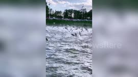 Hundreds of fish leap out of Chinese lake in natural phenomenon