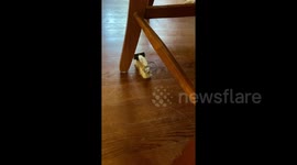 Newsflare Edit - Bernie the Brush robot skids across the floor