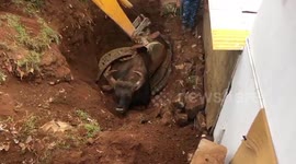 Indian farmers rescue bison trapped in well using excavator