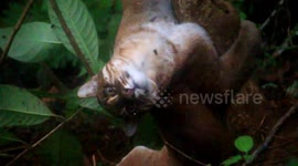 Golden cat rescued from trap in Indonesian forest