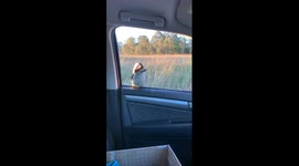 Australian man rescues a kookaburra and it won't leave him alone