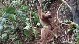 Further footage of rare Asian golden cat rescued from trap in Indonesian forest