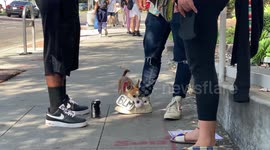 Cute Puppy chases Ball with Black Lives Matter sign around neck at the Weho Pride in Los Angeles