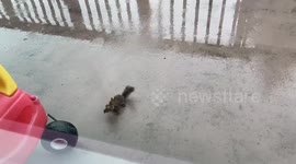 'Squirrel attack!' Bird gets taken away by a red squirrel in Alaska