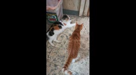 Mother Was Tired After Big Son Fight