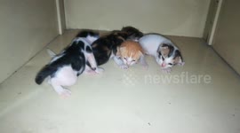 Mother Kitty Push Back Son In Fight