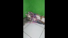 Love hate relationship cat