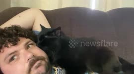 Clingy cat loves cuddling his human