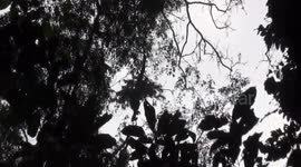 Aerial acrobatics as graceful Bonobos feed in treetops and descend to eat Tende fruits - very tasty - in Kokolopori, DRCongo