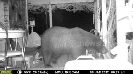 American black bear snoops around porch at night