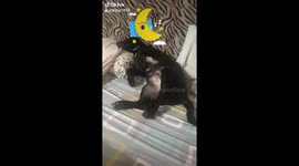 Twinkle twinkle little doggie