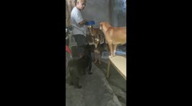 Eating fried chicken