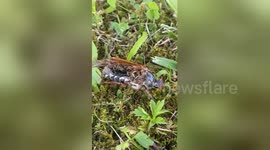 'Zombie' insect still walking around with most of body missing